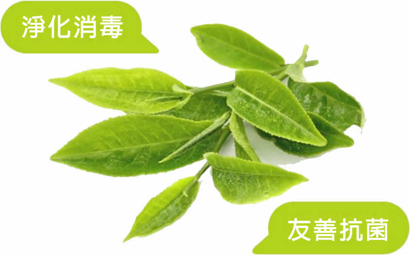 茶樹精油